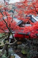 大象传媒网站免费-探索大象传媒网站的免费资源，一个数字时代的文化宝库