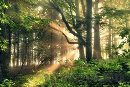 麻豆传煤视频APP-麻豆传煤，数字化时空中影像的新大陆
